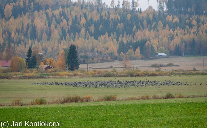 Valkoposkihanhia pellolla Pohjois-Karjalassa. Kuva: Jari Kontiokorpi / Pohjois-Karjalan ELY-keskus