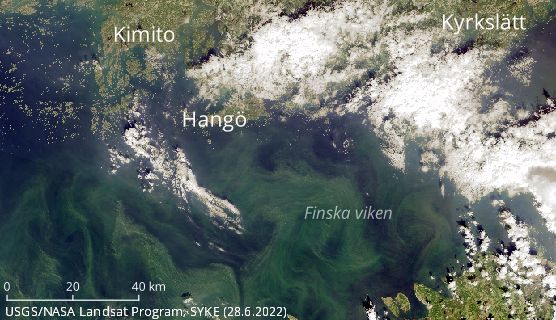 Blågrönalger har iakttagits med satellit i 30 år. Blågrönalger observerades i Finska viken tisdagen den 28.6.2022. © SYKE/TARKKA