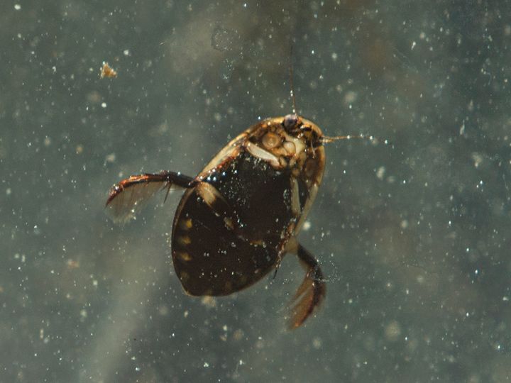 Tietyt vedessä elävät kovakuoriaiset ovat suojeltuja, ja siten huomioitava vesistökunnostusten suunnittelussa ja toteutuksessa. Kuvassa suursukeltaja © Riku Lumiaro