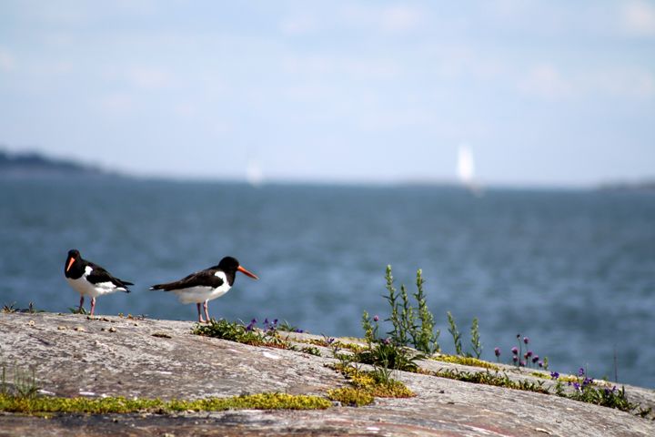 Meriharakoita. Kuva: Helsingin kaupungin aineistopankki / Marianne Saviaho.