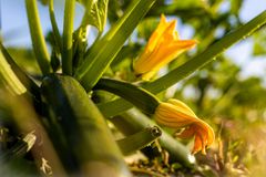 Suomalaisia kannustetaan nyt syömään kesäkurpitsaa, josta on tulossa ennätyssato. (Kuva: Kankaanrannan Vihannes Ky /SOK)