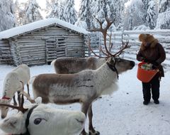 Arkeologinen tutkimus osoittaa, että porot saivat lisäruokaa jo 800 vuotta sitten. Porojen ruokintaa Palosaaren porotilalla Kuusamossa. Kuva: Anna-Kaisa Salmi.