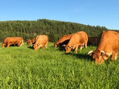 Lähiruokapäivänä pääsee näkemään mm. Lehtolan tilan Limousin-rotuisia lehmiä.