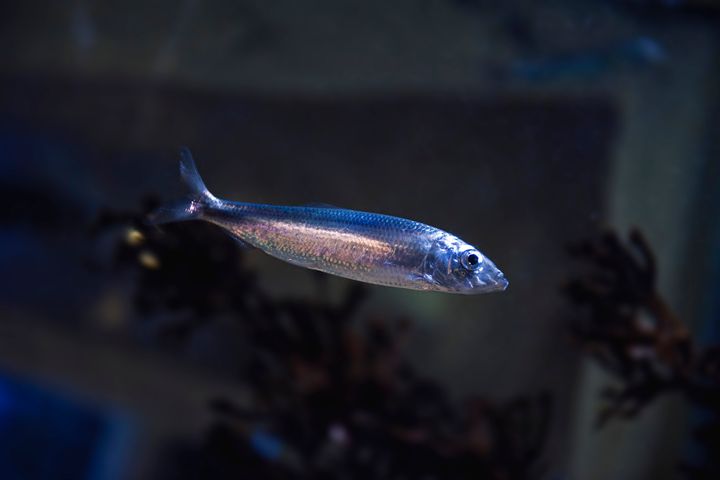 Silakka