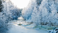 Keväinen koski lumisen metsän keskellä. Kuva: Olli Karjalainen, Vastavalo