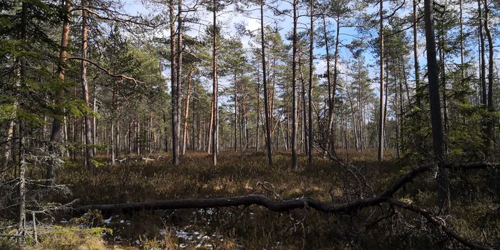 Kuva: Janne Sormunen