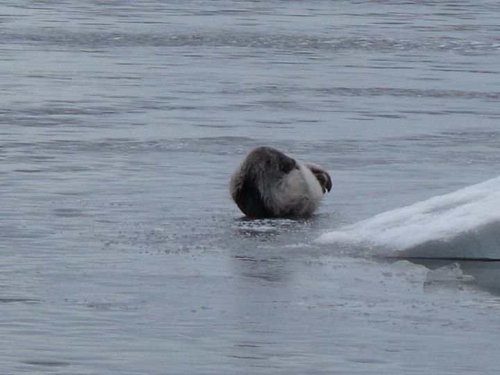 Saimaannorpan kuutti jäällä. Kuva Jouni Koskela. Vapaa julkaistavaksi.