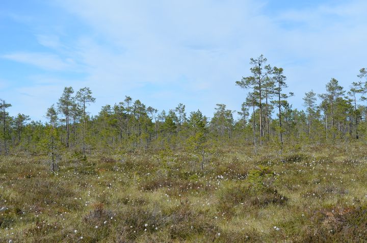 Alhonkeidas, Kankaanpää. Kuva © Sari Jaakkola