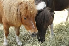 Rehndahlin falabellat vierailevat luontotalon pihalla kesäkauden päättäjäisissä.