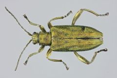 Donacia bicolor -kovakuoriainen on saanut luettelossa tunnisteen MX.194808. Kuva: Pekka Malinen.