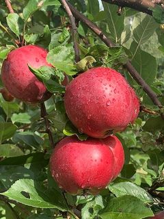 Summerred-lajin omenoita Timo Krappen omenatarhalla Lohjalla.