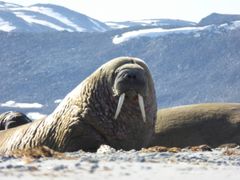 The Fight for the Arctic, reg. Andreas Ewels. Foto: Andreas Ewels.