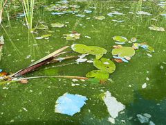 Då blågröna alger dör frigörs pigmentet fykocyanin från deras celler. Som följd kan döende algmassor färga stränderna turkosa. Bild från Kirkkojärvi i Kangasala, augusti 2021. Laura Härkönen / SYKE