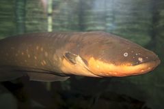 Sähköankerias 2.(Electrophorus electricus)