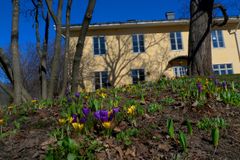 Kevät kukkii Kumpulassa (Kuva: Laura Hiisivuori/Luomus)