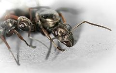 Kuvat Lotta Sundström. Kuvassa mustamuurahaisia, työläinen ja kuningatar