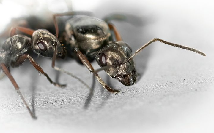 Kuvat Lotta Sundström. Kuvassa mustamuurahaisia, työläinen ja kuningatar