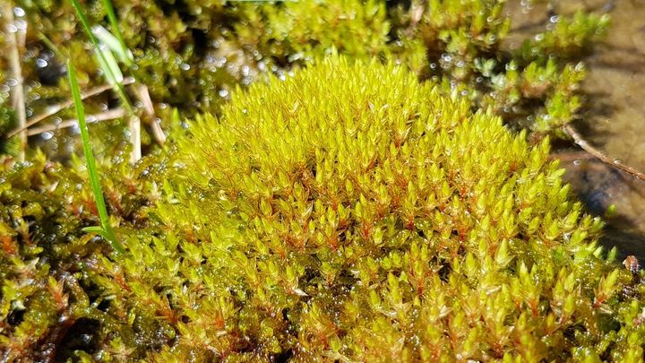 Lettohiirensammal (Bryum pseudotriquetrum). (Kuva: Jouko Saastamoinen.)