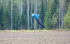 Hanhipelättimet voi taas korjata talteen seuraavaa sesonkia varten. Kuva Tohmajärveltä 16.5.2023. Kuva: Jari Kontiokorpi / Pohjois-Karjalan ELY-keskus.