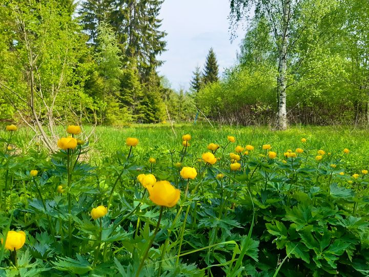 Niittykullerot olivat parhaassa kukassaan inventoijien kartoittaessa 90-luvulla laidunkäytöstä poistunutta hakamaa-aluetta. Kuva: Sanni Virtanen