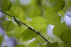 Kuva: Lapin materiaalipankki, Terhi Tuovinen.