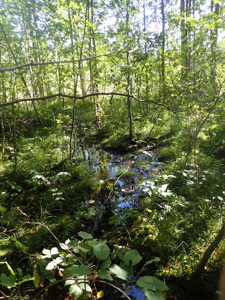 Kouvolan Hartolan lähteikkö. Kuvaaja Pyry Mäkelä.