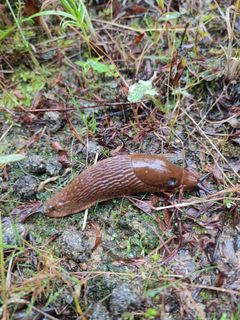 Espanjansiruetanan tunnistaa ukkoetanasta hengitysaukosta. Espanjansiruetanalla se on kilven puolivälin etuosassa. (Kuva: Reima Leinonen.)