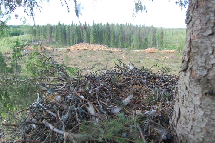 Tuhoutunut kanahaukan pesä Lappajärvellä. Kanahaukka hylkäsi pesän, kun metsä hakattiin pesäpuun ympäriltä keväällä 2010. Tuuli kaatoi pesäpuun pian sen jälkeen. Kuva: Mikko Hänninen
