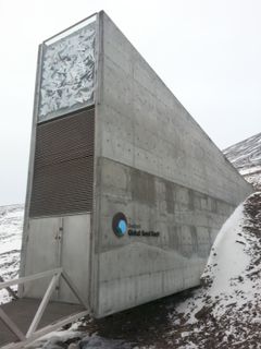 Forest tree seeds will be stored in the Svalbard Global Seed Vault, protected by the Spitsbergen Island's permafrost. Image: Anna Rehnberg/ Norwegian Forest and Landscape Institute