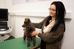 Luna-koira omistajansa Heidi Häggin kanssa Aurinkolahden Eläinklinikalla kontrollikäynnillä. Kuvaaja Ronja Määttä/Evidensia Eläinlääkäripalvelut