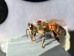 Mehiläinen. Kuva: Cwyn Solvi