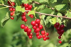 Kuva: Pixabay