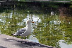 Harmaalokki. Kuva: Matti Miinalainen.