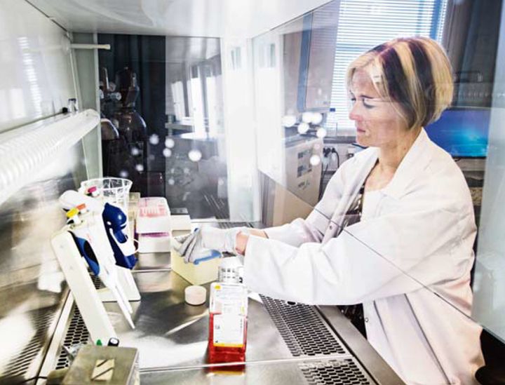 Tutkijat löysivät suolistomikrobien liikkumiseen vaikuttavasta proteiinista yhteyden rasvamaksaan hiirillä.