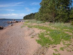 Luonnontilaisen hiekkarannan kasvillisuutta Pyhtään Koukkusaaressa. Kuva Petra Pohjola.