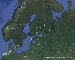 Satelliittilähettimillä varustettujen valkoposkihanhien sijainti 17.5.2021. Kuva: Nelleke Buitendijk / Netherlands Institute of Ecology (NIOO-KNAW), Ornitela sekä Google.
