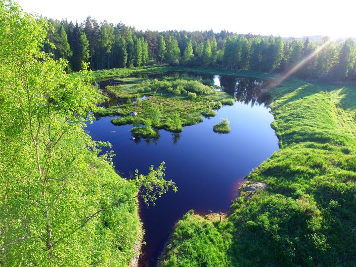 Ennallistettu Polaria-kosteikko kesäkuussa 2022. Kuva: Jari Pollari