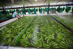 Suurin osa Suomessa myytävistä Reilun kaupan banaaneista tulee pienviljelijöiden tiloilta Perusta. Sen jälkeen, kun banaanit on kerätty, ne tuodaan pakkausasemalle, leikataan tertuiksi, pestään ja niiden laatu tarkastetaan. Lopuksi banaanit tarroitetaan, punnitaan ja pakataan laatikoihin ennen kuin ne lähtevät laivamatkalle kohti Eurooppaa. (Kuva: Sean Hawkey)