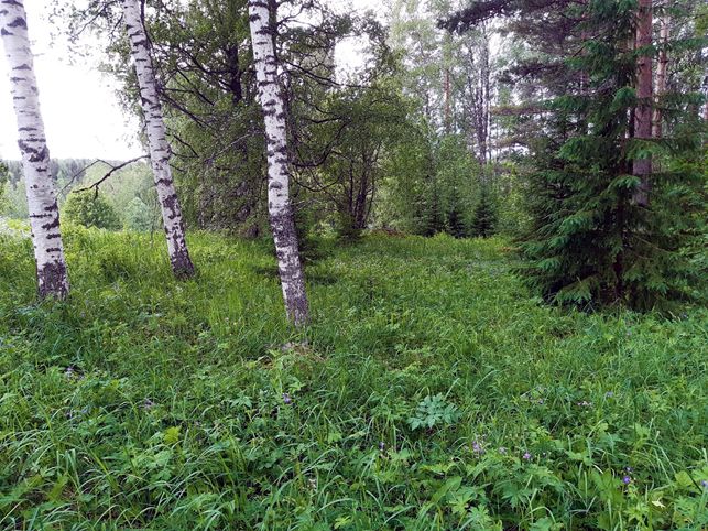 Perinneympäristöille on ominaista ruohojen ja heinien runsaus sekä monimuotoinen puusto, kuten tällä maakunnallisesti arvokkaalla hakamaalla Jämsässä.