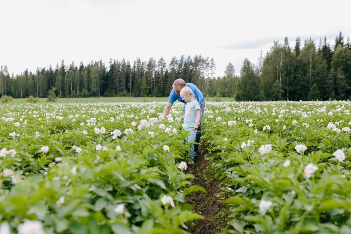 Perunanviljelyä Hiekkoin tilalla