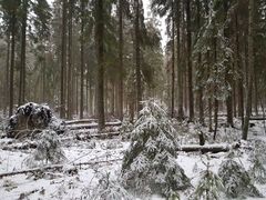 Hynkänlammen metsä on paikoin varsin luonnontilaista. Kuva joulukuulta 2021. Kuva: Espoon kaupunki.