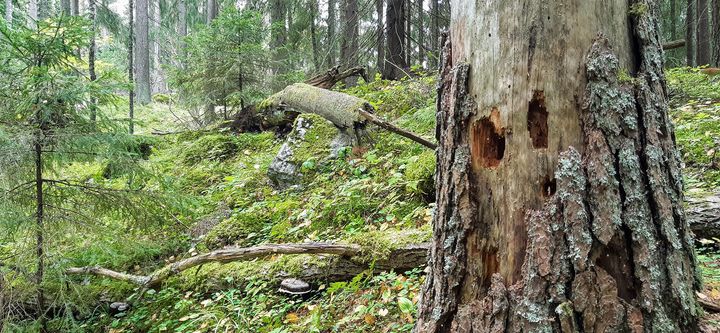 Vanhat metsät tarjoavat elinmahdollisuuksia monille lajeille. Lahopuu on monimuotoisuuden minimitekijä ja parantaa metsien terveyttä. Lahopuulla elää myös metsätaloudelle haitallisten kaarnakuoriaisten luontaisia vihollisia ja kilpailijoita. Kuva: Jyri Pääkkönen