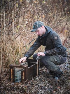 Vid minkfångst används minkfällor som dödar bytet omedelbart. Projektchef Kari Karhula visar hur en minkfälla fungerar. Bild: Ville Kankare