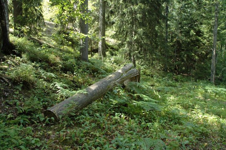 Uusissa linjauksissa painotetaan metsien luontaista vanhenemista ja luonnon monimuotoisuutta. Kuva: Aino Karilas/Sitowise oy