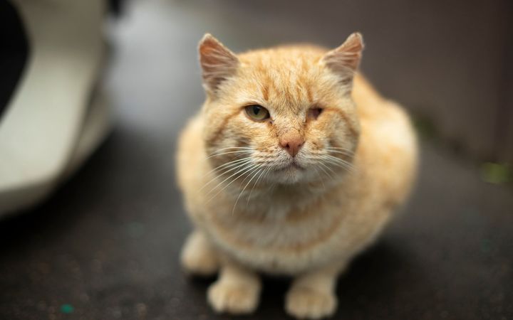 Eläinsuojelulain mukaan eläimille ei saa aiheuttaa tarpeetonta kärsimystä ja niiden hyvinvointia tulee edistää. (Kuva: Mostphotos)