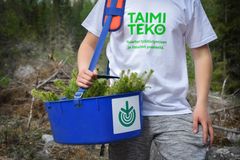 Taimiteko on työllistämisteko, sillä sen kautta varsinkin alle 18-vuotiaat nuoret saavat kesätöitä.