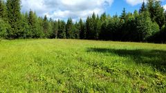 Niitetty luonnonhoitopelto. Kuva: Etelä-Savon ELY-keskus