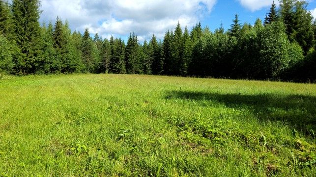 Niitetty luonnonhoitopelto. Kuva: Etelä-Savon ELY-keskus