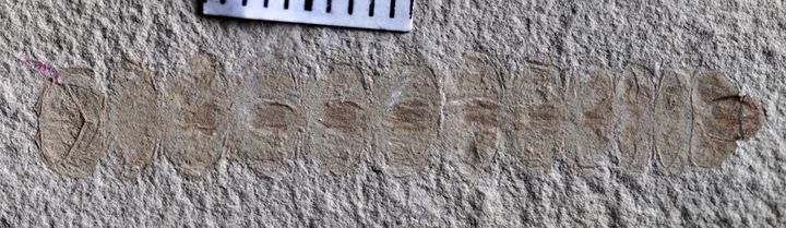 Kiinalainen liitukautinen fossiili. Kuva: Chang Huali, Henan Geological Museum, Zhengzhou, Kiina