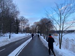 Töölönlahden alueelta poistetaan puita turvallisuussyistä. Kuva: Helsingin kaupunki/ Mikko Turunen